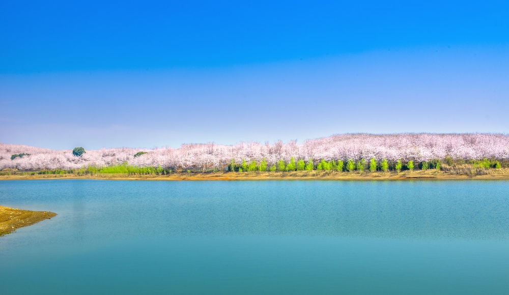《樱花湖畔》。贵州省文旅厅供图