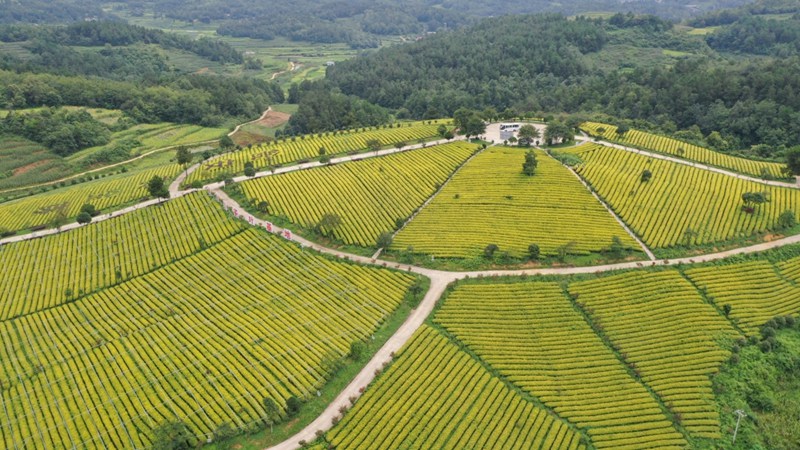 贵州黄红缨茶业有限公司黄金芽基地。瓮安县委宣传部供图