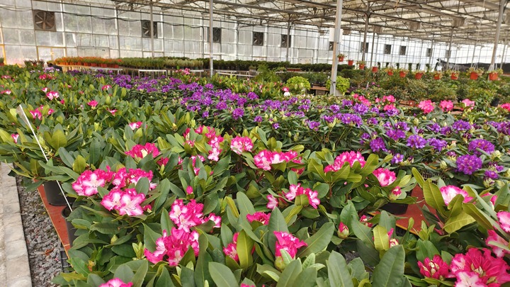 毕节百里杜鹃：科技赋能花卉产业 促进“两山”有效转化