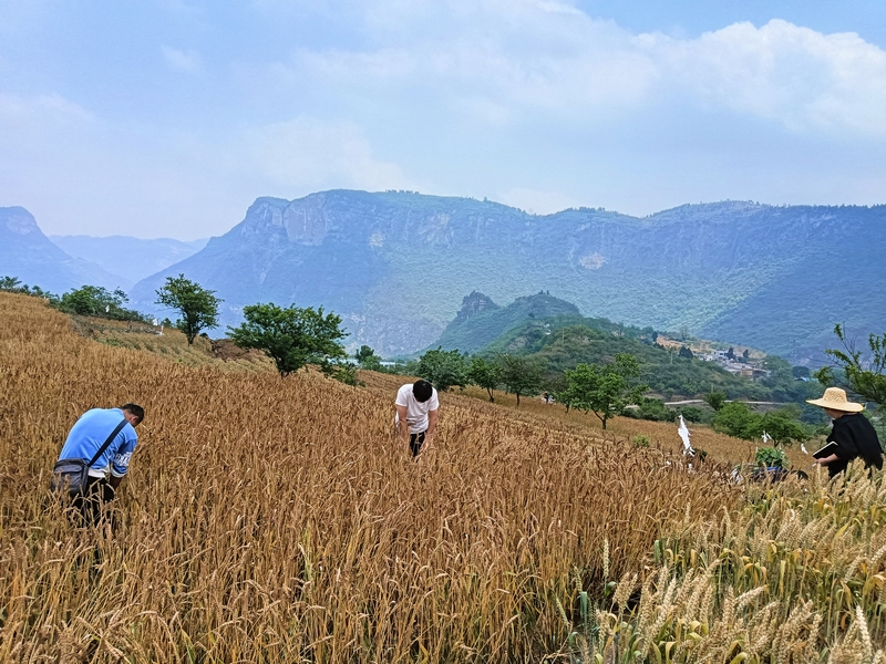 2024年4月30日长石镇杨柳社区农户正在收割小麦（三）李应 摄